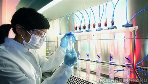 Японские ученые успешно восстановили хрящевую ткань при помощи стволовых клеток